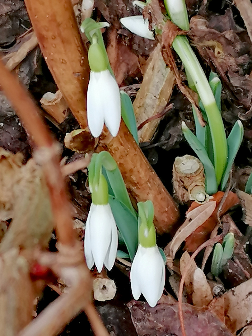 Erste Frühlingsboten