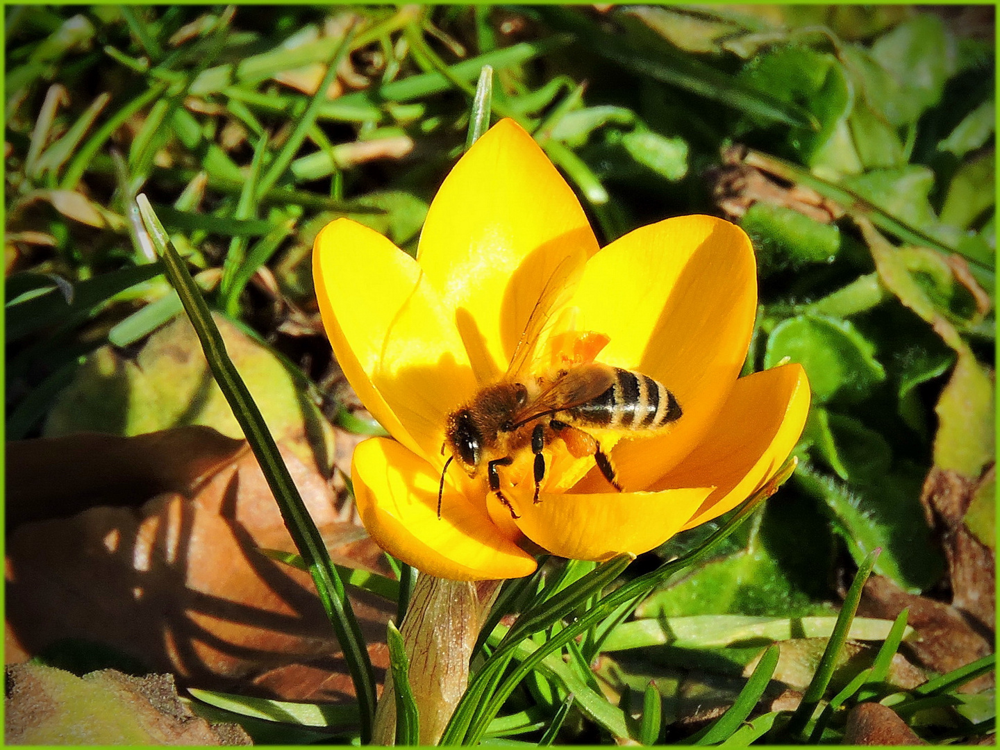  erste Frühlingsboten