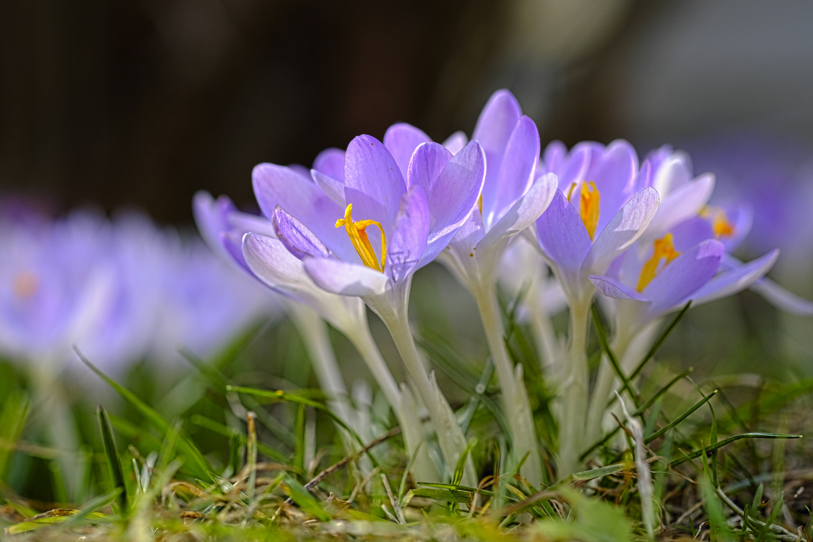 Erste Frühlingsboten