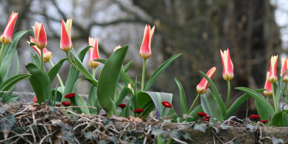 Erste Frühlingsboten