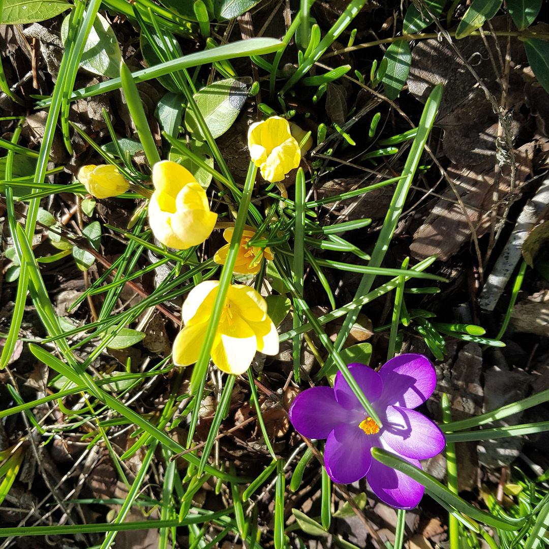 erste Frühlingsboten