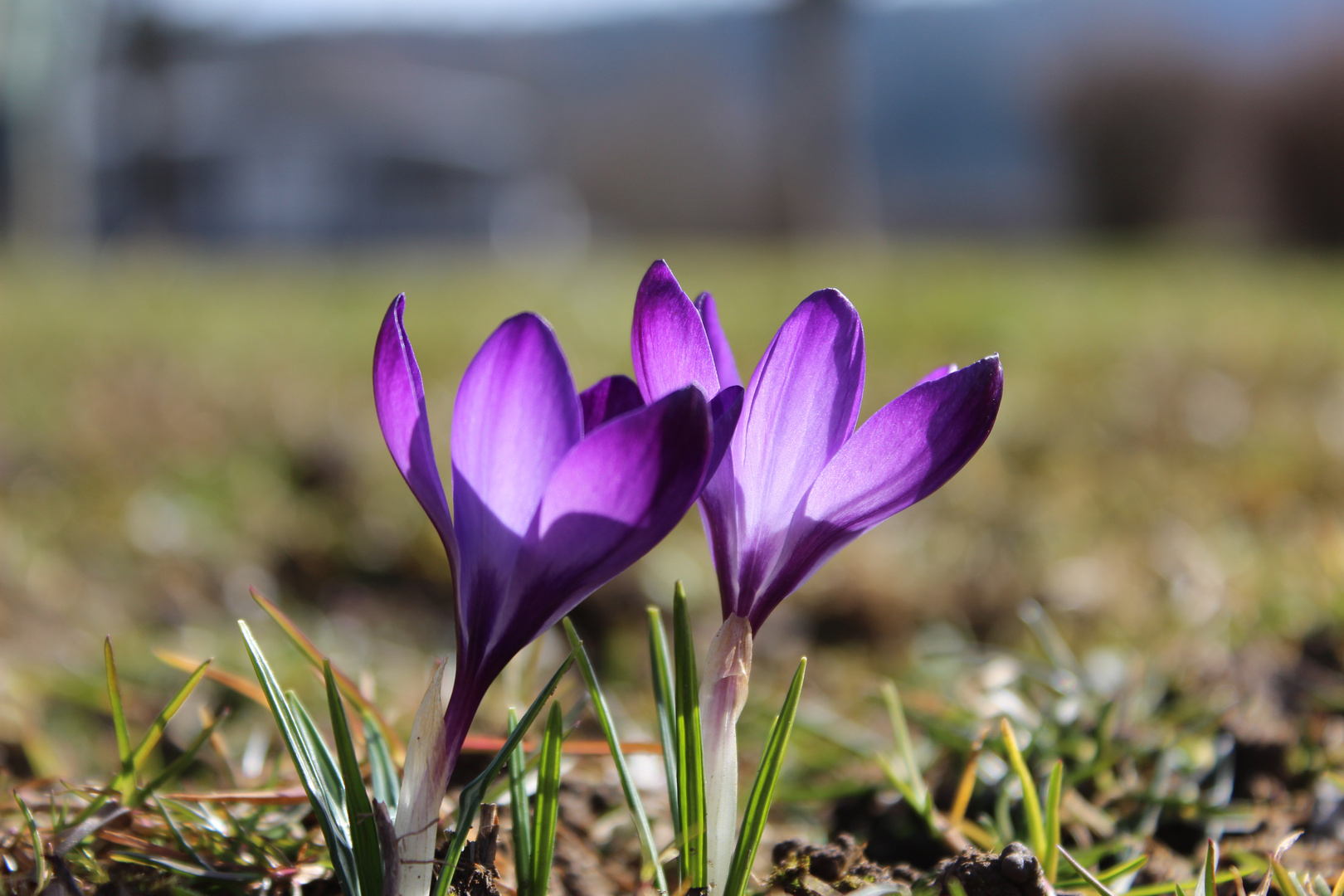 Erste Frühlingsboten