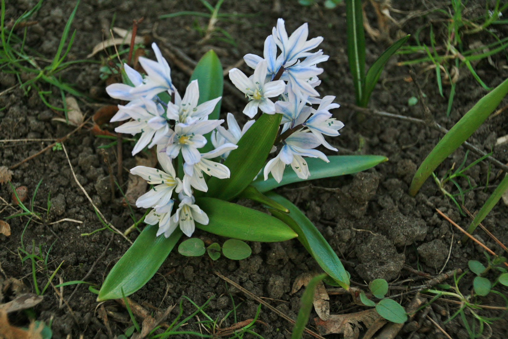 erste Frühlingsboten