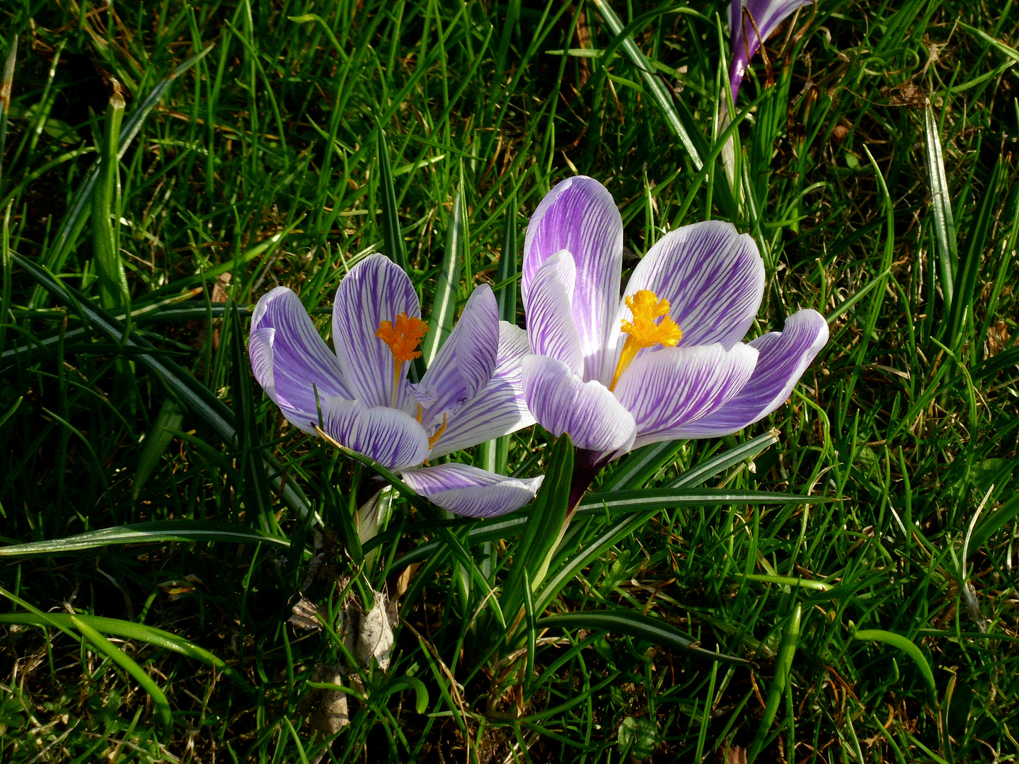 Erste Frühlingsboten