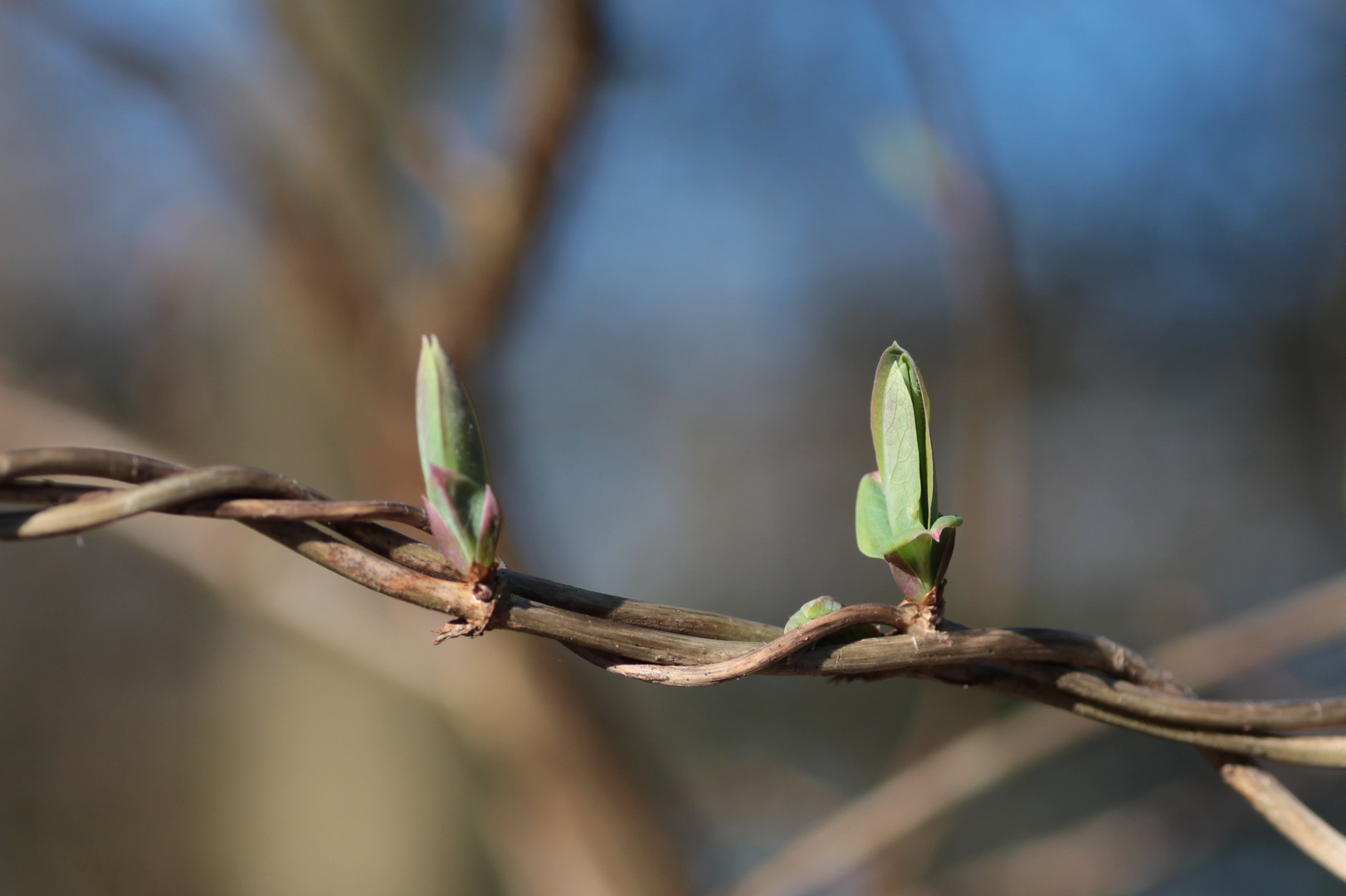 Erste Frühlingsboten