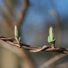 Erste Frühlingsboten