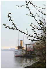 erste Frühlingsboten im Hafen