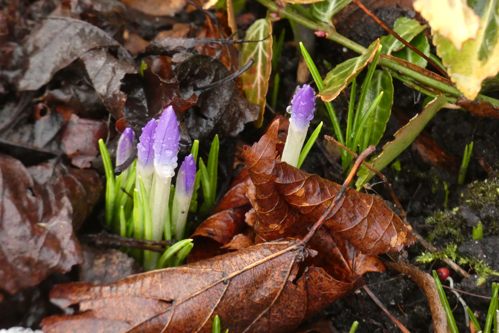 erste Frühlingsboten in meinem Garten