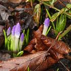 erste Frühlingsboten in meinem Garten