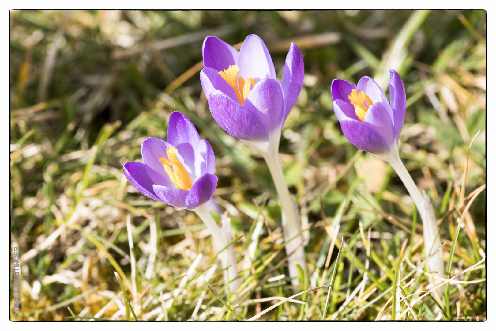 erste Frühlingsboten - nach einem schwachen Winter!