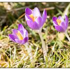 erste Frühlingsboten - nach einem schwachen Winter!