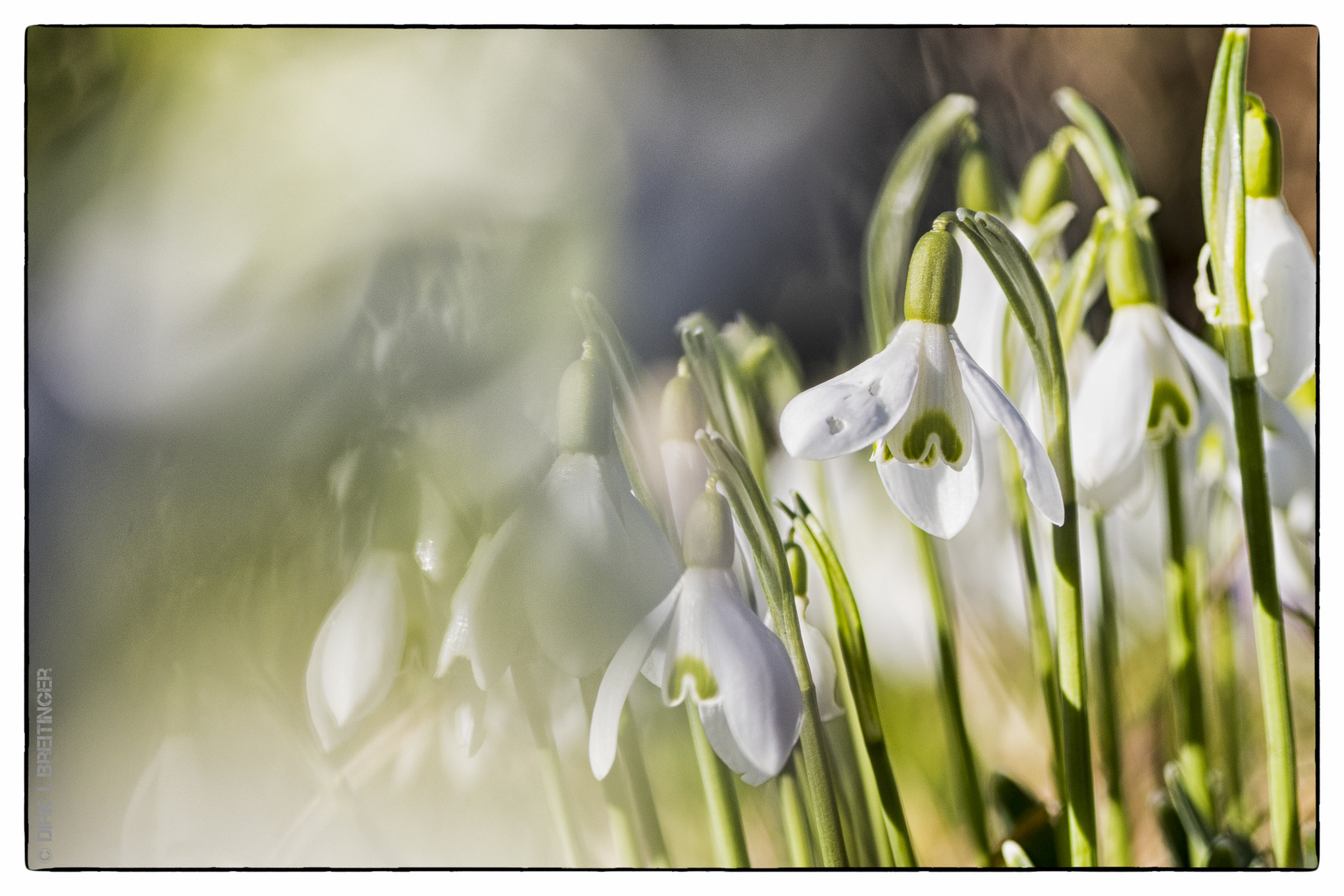 erste Frühlingsboten - nach einem schwachen Winter!