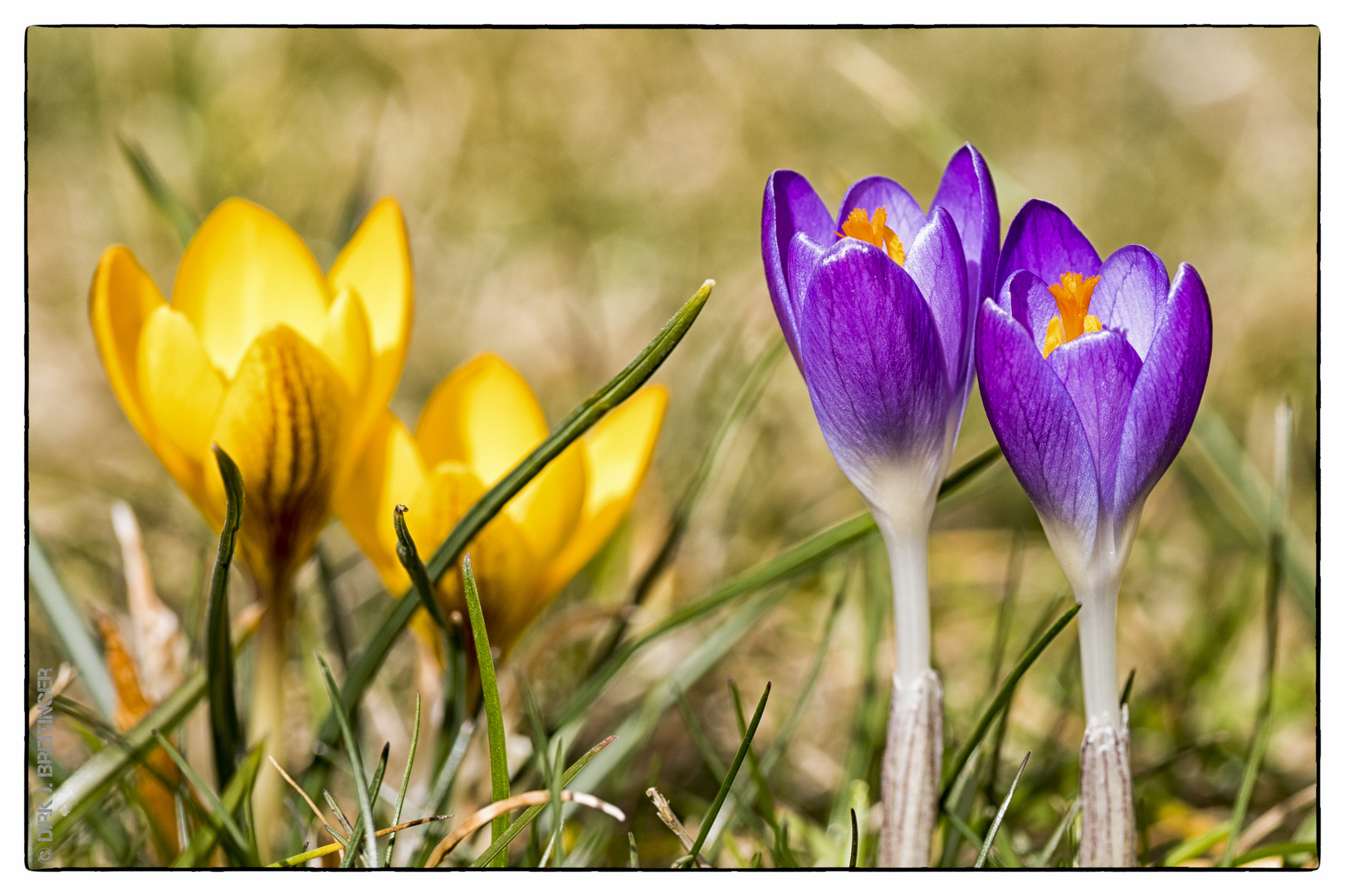 erste Frühlingsboten - nach einem schwachen Winter!