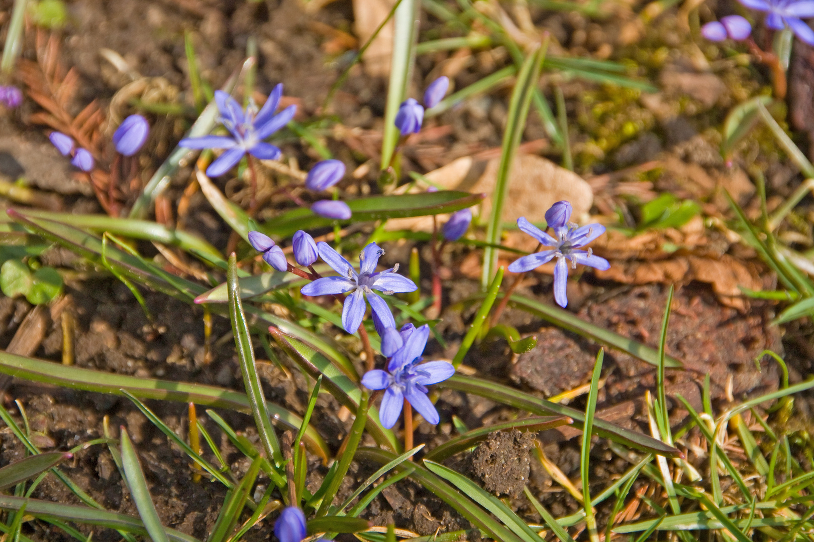 Erste Frühlingsboten trotzen der eisigen Kälte - Scillablüten