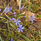 Erste Frühlingsboten trotzen der eisigen Kälte - Scillablüten