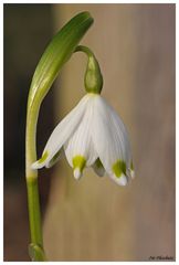 Erste Frühlingsboten(2)...