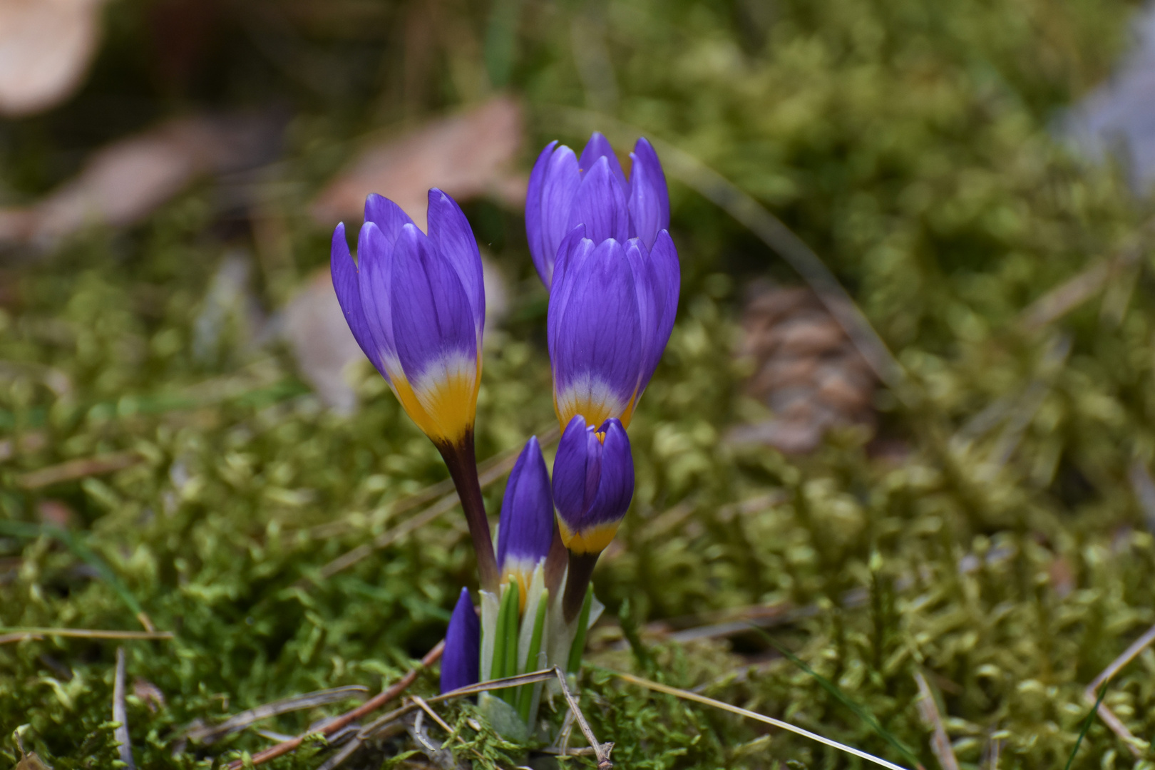 Erste Frühlingsgrüße