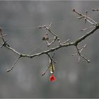 Erste Frühlings(vor)boten . . .