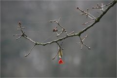 Erste Frühlings(vor)boten . . .