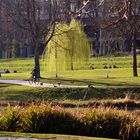 Erste Frühlingswehen im Rosensteinpark