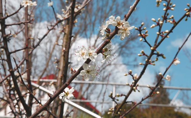 Erste Frühlingszeichen der Natur