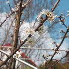 Erste Frühlingszeichen der Natur