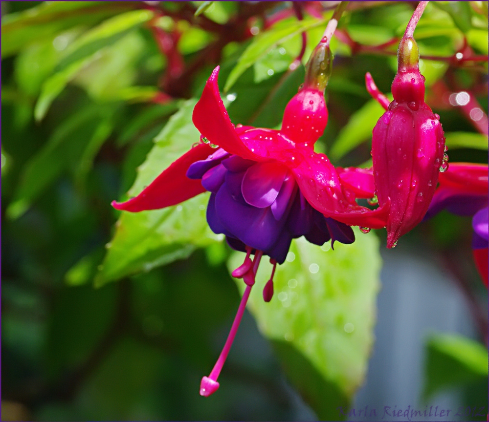 .. erste Fuchsienblüten im Juni 2012 ....