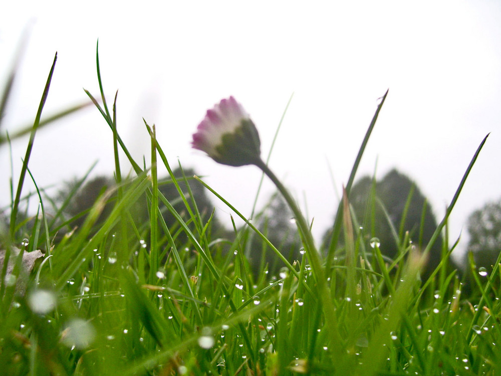 Erste Gänseblumen im regen