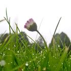 Erste Gänseblumen im regen