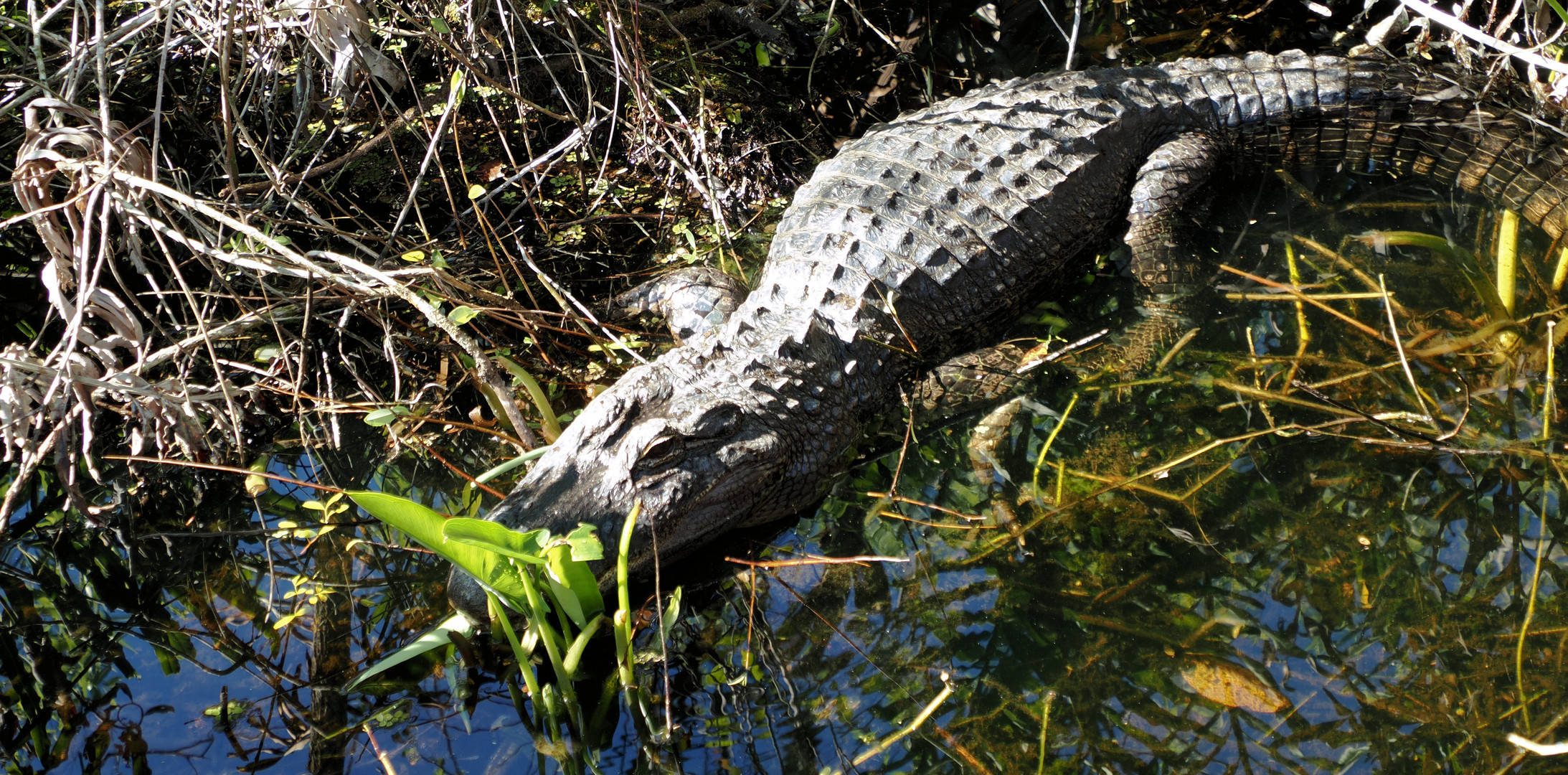 Erste Gator Sichtung vom Airboot aus …