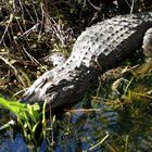 Erste Gator Sichtung vom Airboot aus …