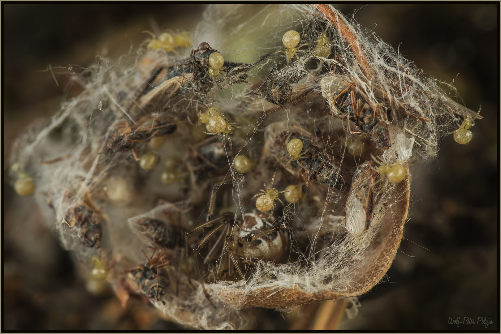 Erste Gehversuche: Haubennetzspinne Phylloneta