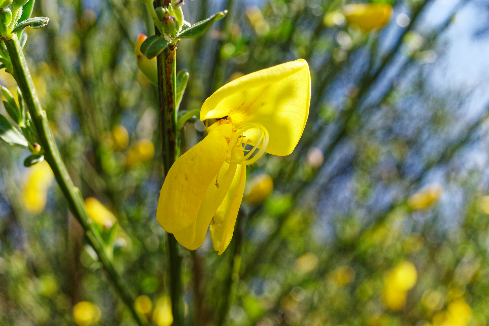 Erste Ginsterblüten