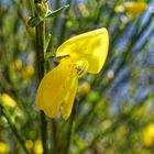 Erste Ginsterblüten