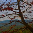 erste Herbst Anzeichen 