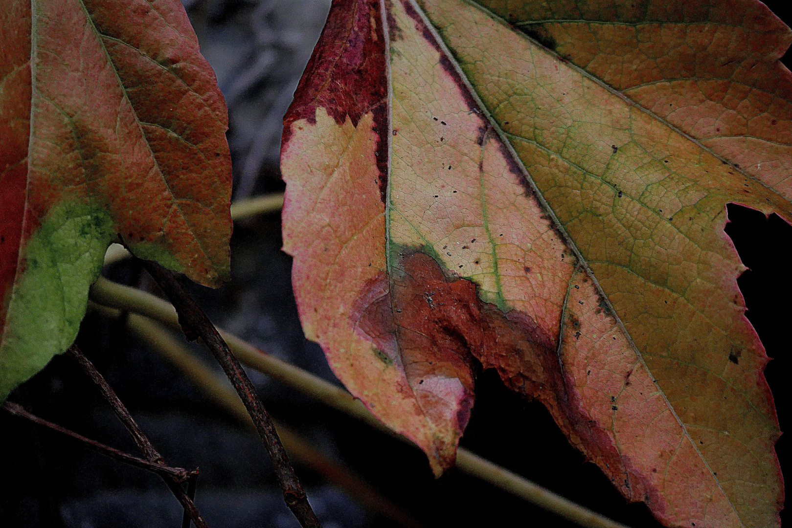 Erste Herbstblätter im Park