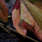 Erste Herbstblätter im Park