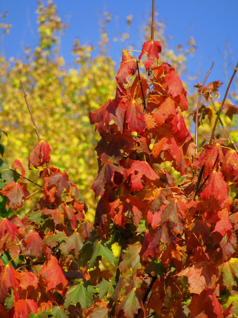 Erste Herbstboten