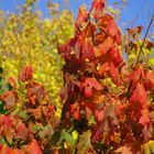 Erste Herbstboten