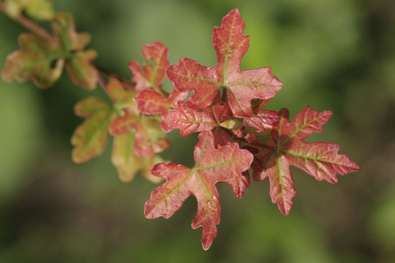 Erste Herbstboten