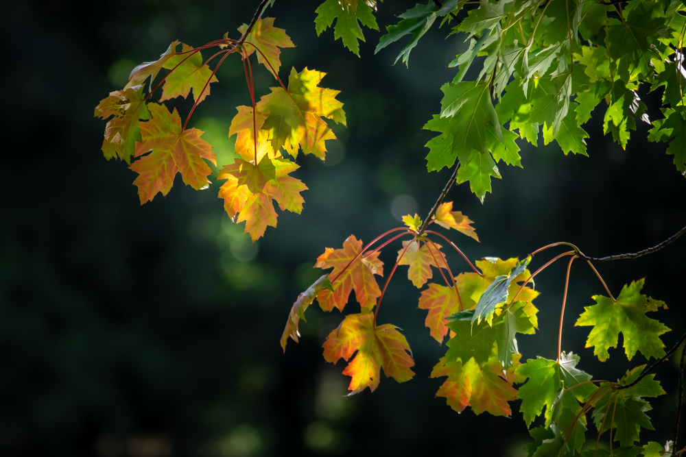 Erste Herbstboten