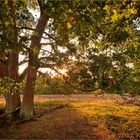 Erste Herbstboten