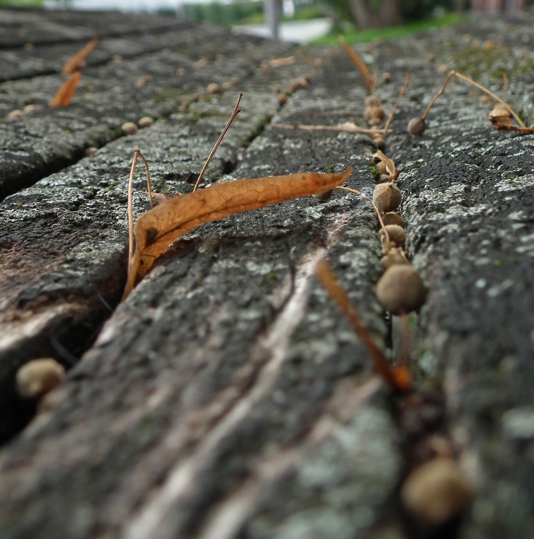 Erste Herbstboten