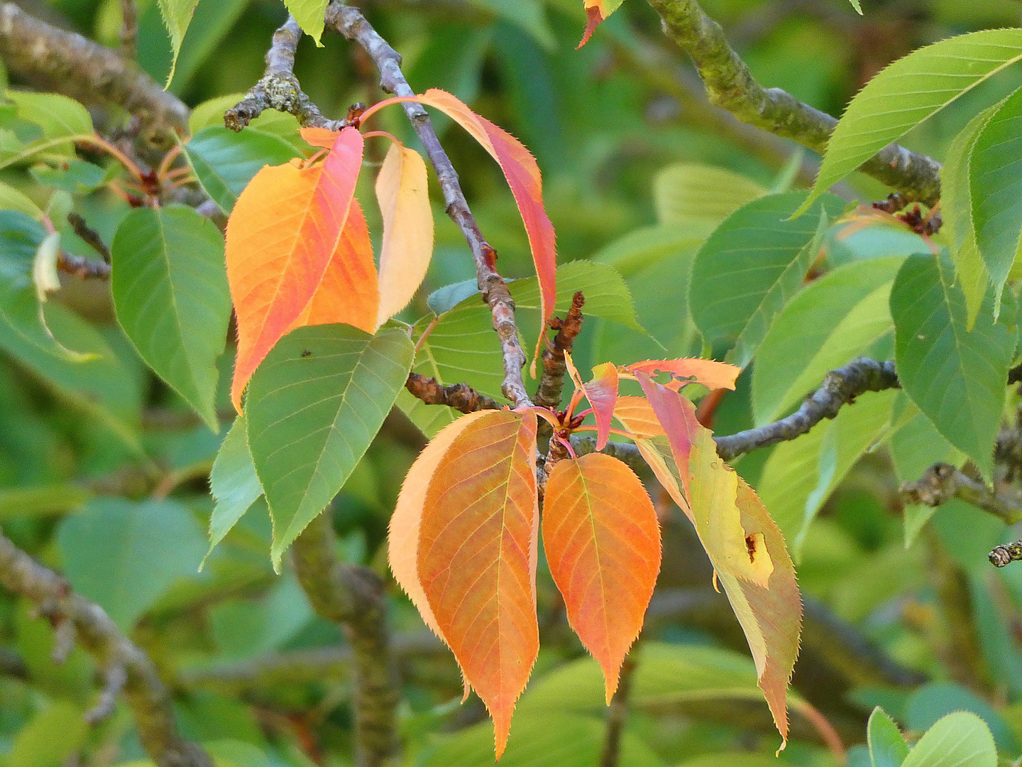 Erste Herbstboten