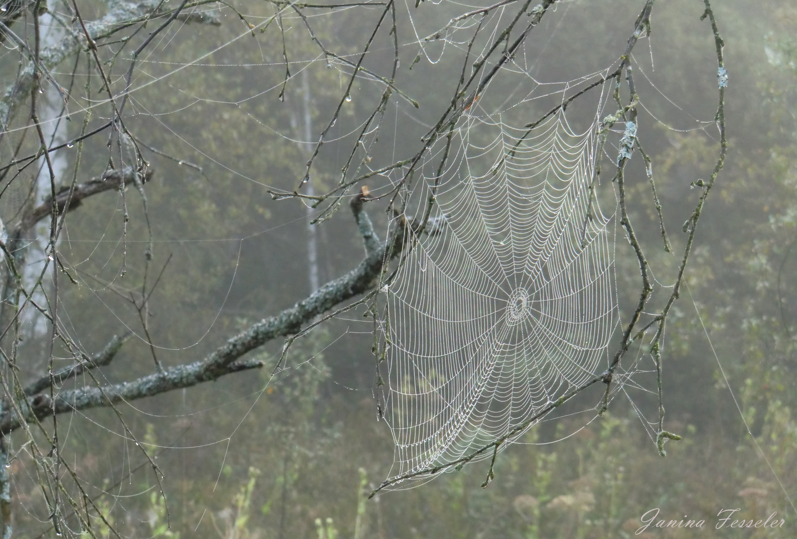 Erste Herbstboten