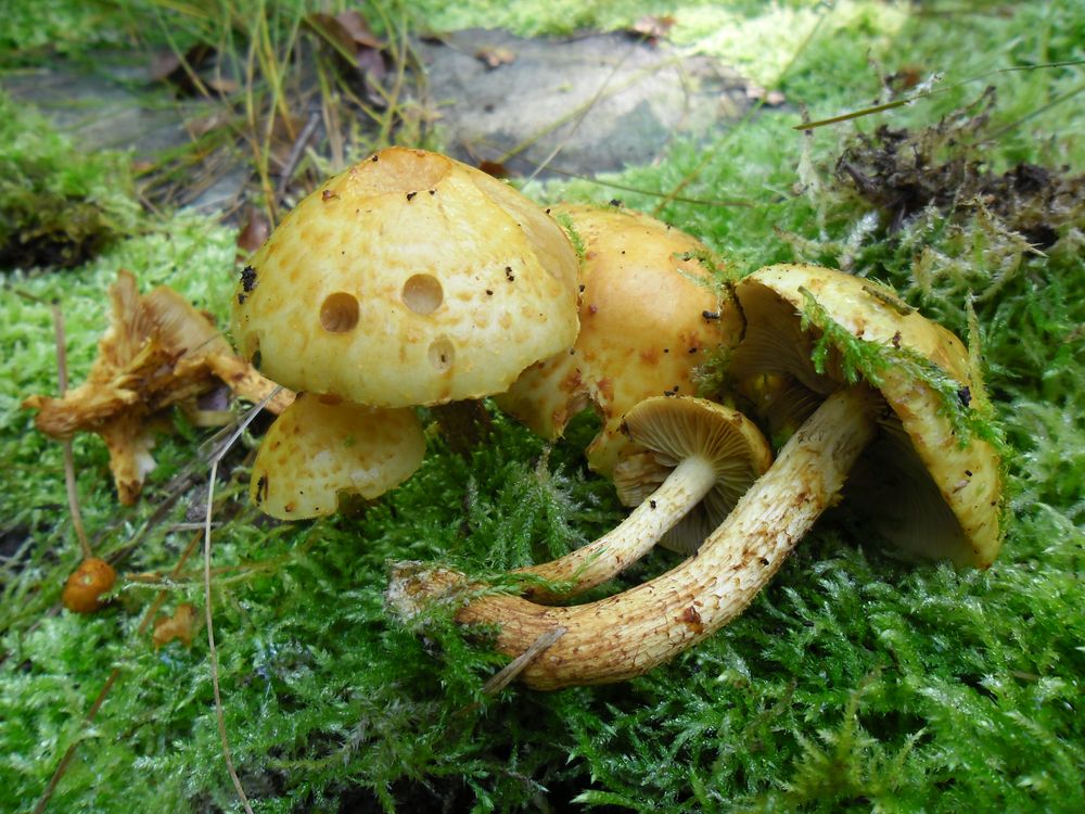 Erste Herbstboten