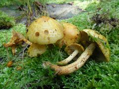 Erste Herbstboten