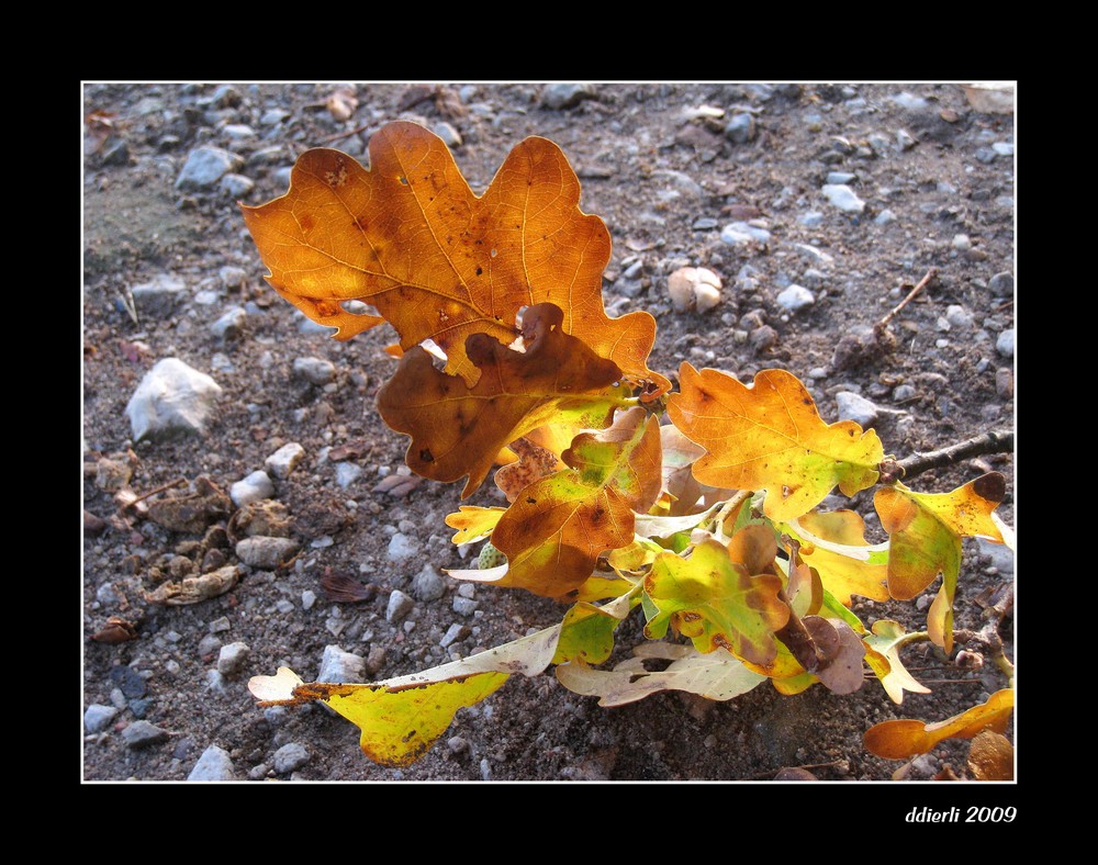 ..."Erste Herbstboten"