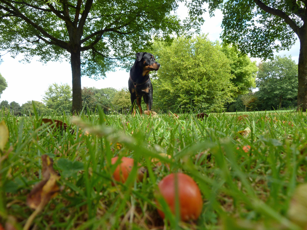 erste Herbstboten