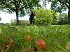 erste Herbstboten